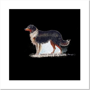 Sheep Dog or Collie Posters and Art